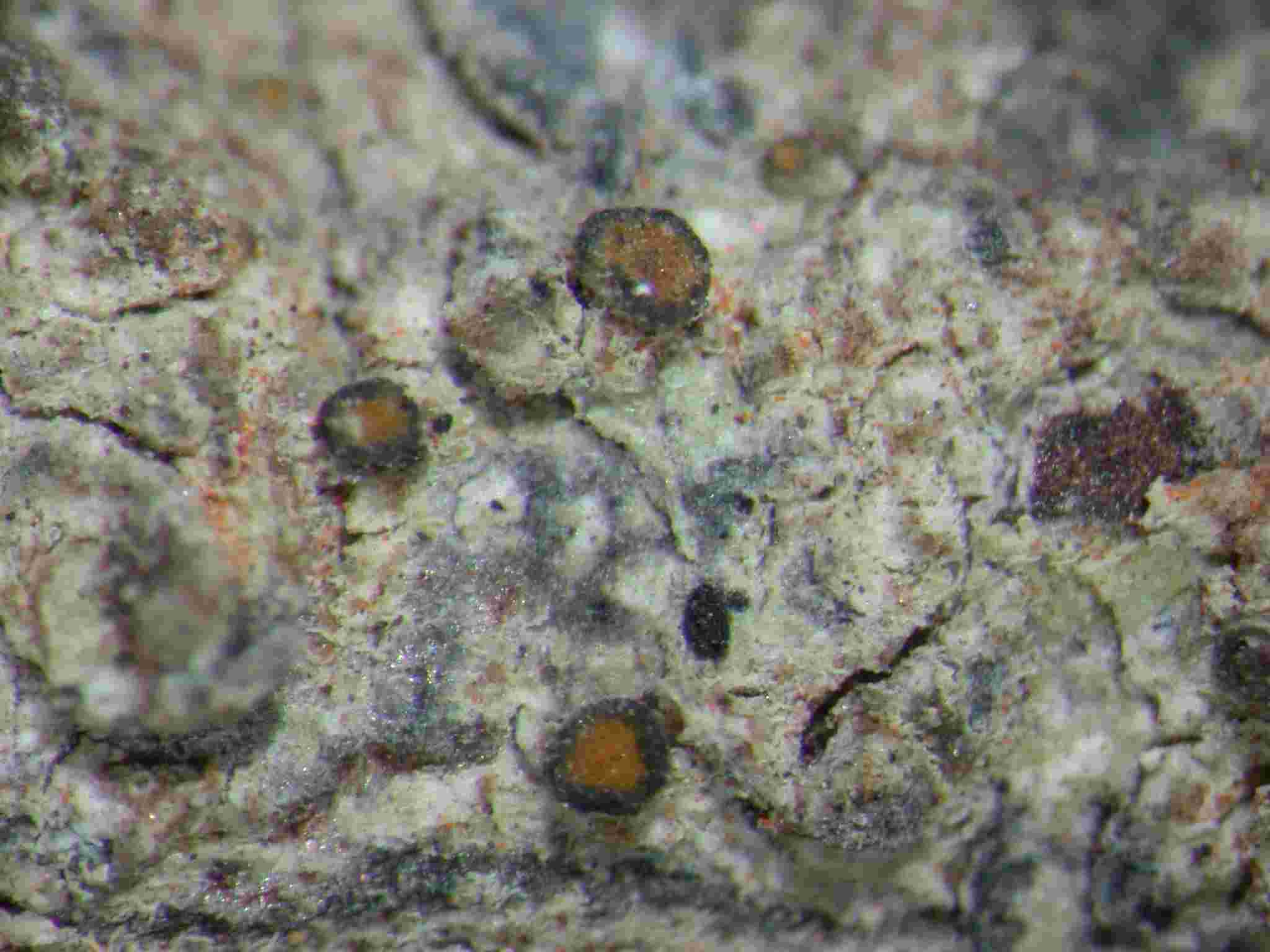 [Caloplaca BlackMargin]